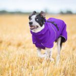Lila SporttiPalttoo koiran takki juostessa bordercollie