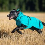 Merenvihrea SporttiPalttoo ja labradori