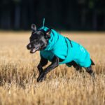 Merenvihrea SporttiPalttoo koiran takki ja labradori