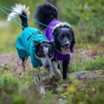 SporttiPalttoo koiran takki lenkkikaytossa