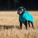 SporttiPalttoo koko 60 cm ja labradori