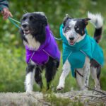 SporttiPalttoo lila ja merenvihrea bordercollieilla