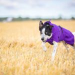 SporttiPalttoo tayslila ja bordercollieuros