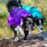 kotimainen koiran kevyttakki SporttiPalttoo uudet varit