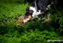 Tunnistusetsintä nettiluento