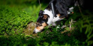 Tunnistusetsintä nettiluento