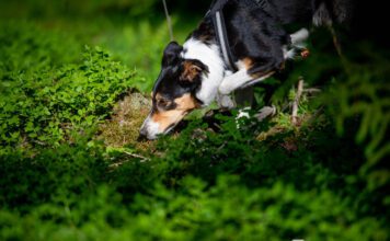 Tunnistusetsintä nettiluento