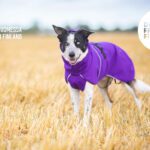 tuotekuva lila SporttiPalttoo koirille