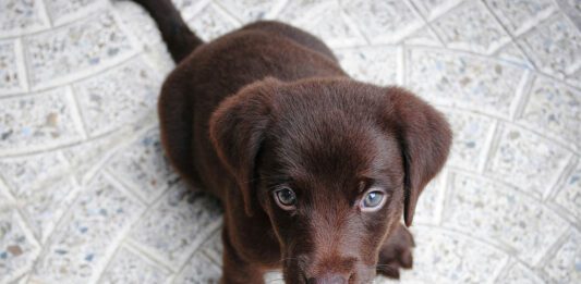 Yksinolon kouluttaminen koiran pennulle