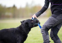 koiran mielentilaluento, SporttiRakki