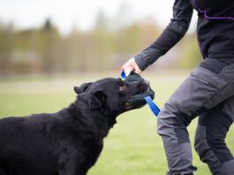 Nettiluento ma 29.9. – Mikä ihmeen mielentila? – Sevil Ilter koiran mielentilaluento, SporttiRakki