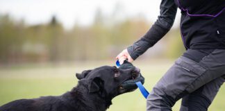 koiran mielentilaluento, SporttiRakki