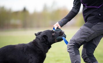 koiran mielentilaluento, SporttiRakki