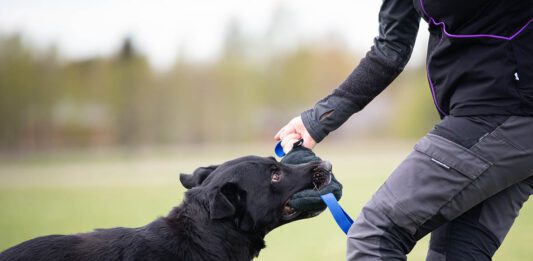 koiran mielentilaluento, SporttiRakki