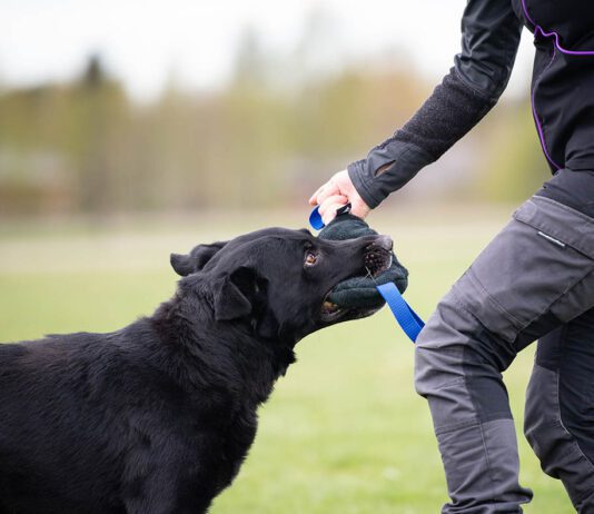 koiran mielentilaluento, SporttiRakki