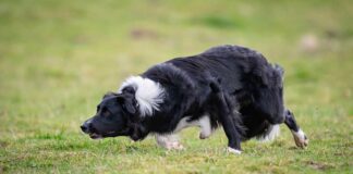 Koiran olkanivelen osteokondroosi OCD luento eläinlääkäri Tiiu Toijala