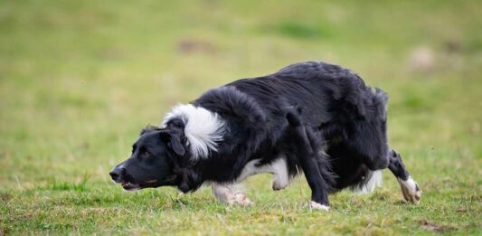 Koiran olkanivelen osteokondroosi OCD luento eläinlääkäri Tiiu Toijala