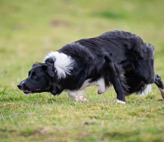 Koiran olkanivelen osteokondroosi OCD luento eläinlääkäri Tiiu Toijala
