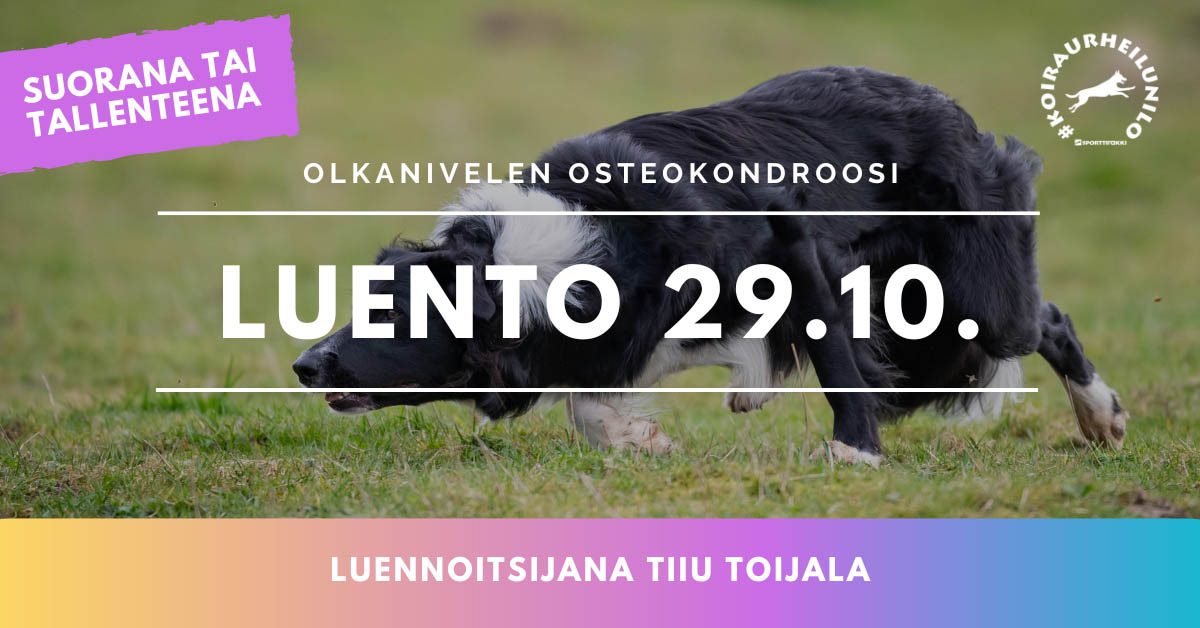 Koiran olkanivelen osteokondroosi OCD luento eläinlääkäri Tiiu Toijala