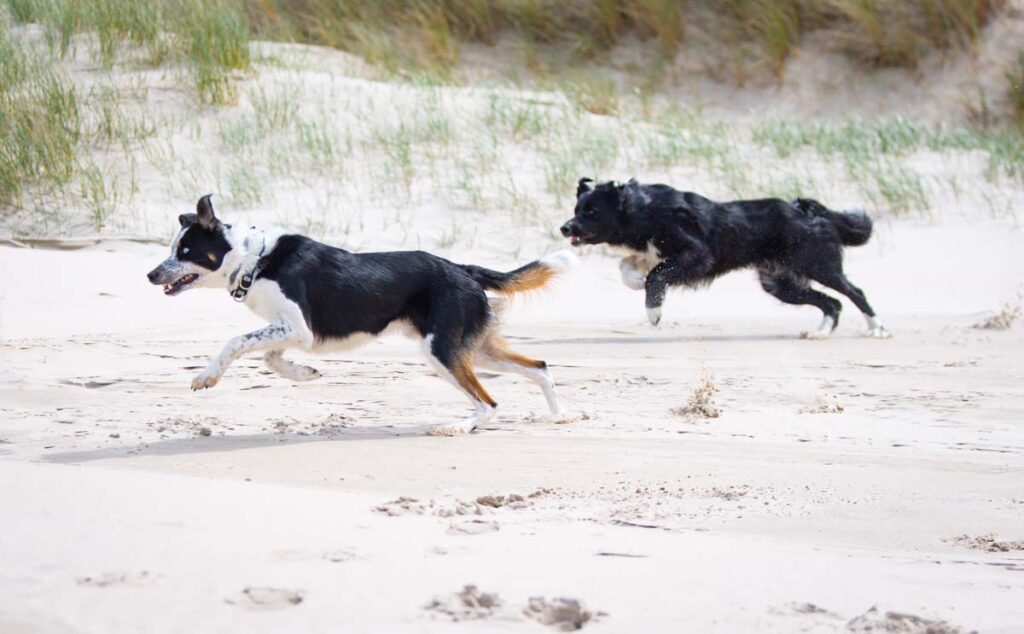 Laumassa liikkuminen on koiralle luontaista. Lauma voi myös pysähtyä leikkimään tai vain oleilemaan lenkin varrella.