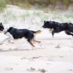 aktiivilenkki ja koirakaverin kanssa juokseminen