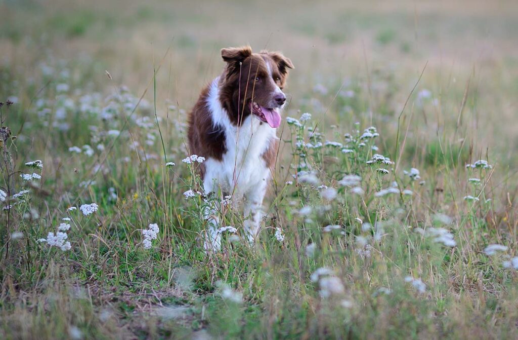 Aktiivilenkki koiran omilla ehdoilla
