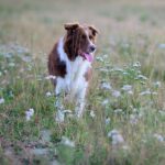 aktiivilenkki koiran ehdoilla