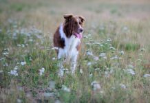 Aktiivilenkki koiran omilla ehdoilla