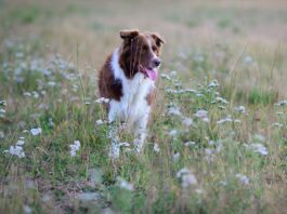 Aktiivilenkki on kaavoista poikkeamista Aktiivilenkki koiran omilla ehdoilla