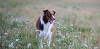 Aktiivilenkki koiran omilla ehdoilla