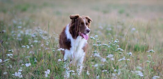 Aktiivilenkki on kaavoista poikkeamista Aktiivilenkki koiran omilla ehdoilla