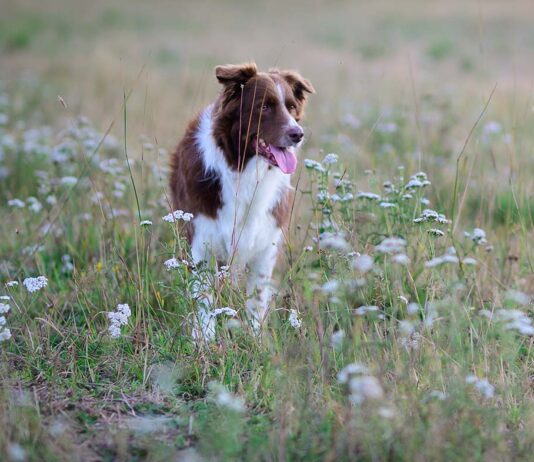 Aktiivilenkki koiran omilla ehdoilla
