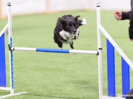 Nettiluento ma 17.11. – Hyppäämisen haasteet – Nina Hänninen Hyppäämisen haasteet, nettiluento