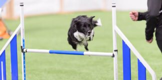 Hyppäämisen haasteet, nettiluento