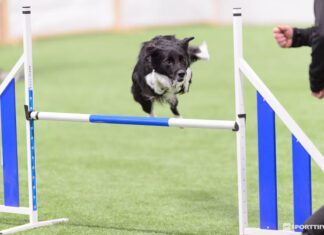 Nettiluento ma 17.11. – Hyppäämisen haasteet – Nina Hänninen Hyppäämisen haasteet, nettiluento