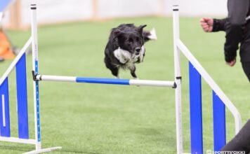 Hyppäämisen haasteet, nettiluento