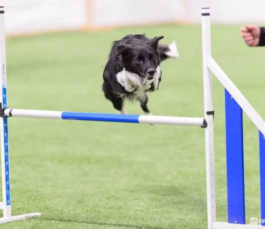 Hyppäämisen haasteet, nettiluento