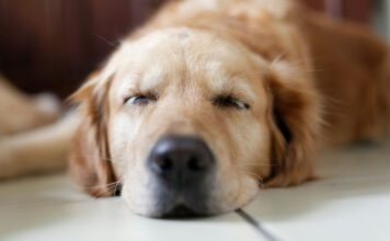 treenitauko uhka vai mahdollisuus luento