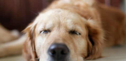 Nettiluento ma 5.1. – Treenitauko – uhka vai mahdollisuus? – Maiju Ojamies treenitauko uhka vai mahdollisuus luento