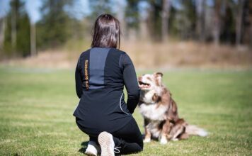 Koiraharrastajan mielentila, nettiluento