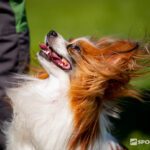 sammuttaminen koiran koulutuksessa