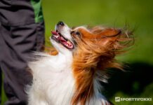 Sammuttaminen koirankoulutuksessa