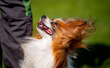 Sammuttaminen koirankoulutuksessa Sammuttaminen koirankoulutuksessa