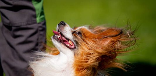 Sammuttaminen koirankoulutuksessa