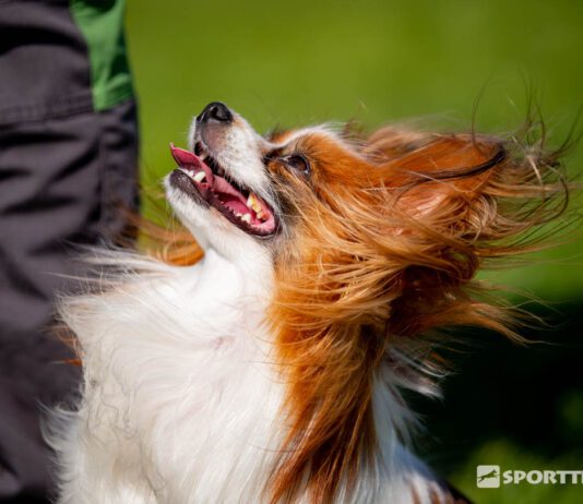 Sammuttaminen koirankoulutuksessa