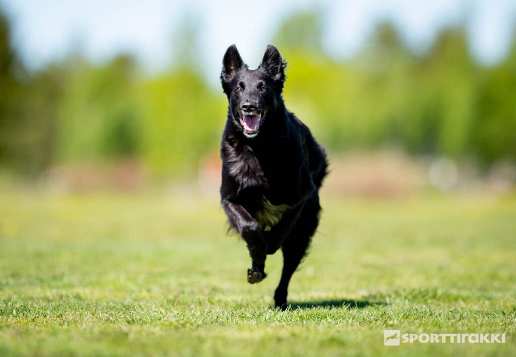 Sammuttaminen ei toimi hyvin, jos käytös itsessään on palkitsevaa. Esimerkiksi riistan hajujen seuraaminen tai haukkuminen, joka on jo itsessään koiralle palkitsevaa, tai jos ympäristössä jokin vahvistaa käytöstä jatkuvasti.