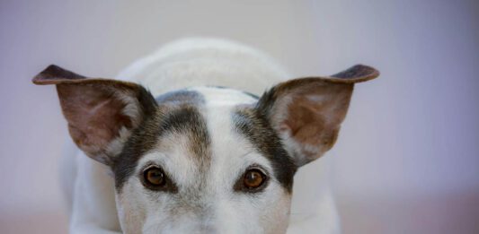 Herkän koiran tukeminen arjessa