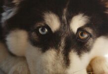 Koiran kivun tunnistaminen, nettiluento