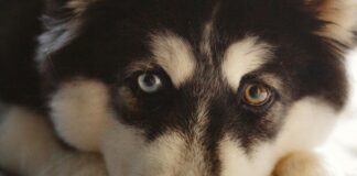 Koiran kivun tunnistaminen, nettiluento