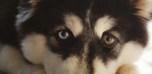 Koiran kivun tunnistaminen, nettiluento